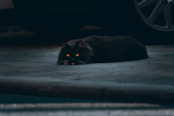 Retrato Gato Preto Sério Com Olhos Brilhantes Deitados Chão Livre — Fotografia de Stock