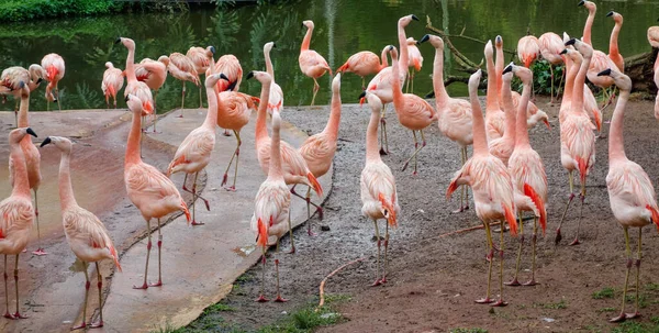 Grupo Lindos Flamencos Chilenos Caminando Zoopark Junto Lago Musgoso —  Fotos de Stock