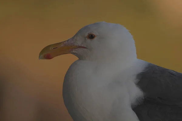 Selective Focus Portrait Seagull Yellow Background — Foto Stock