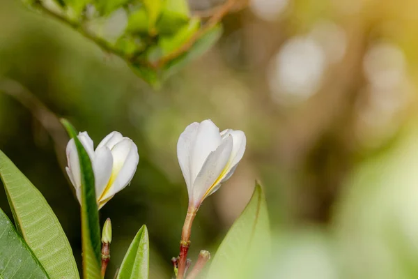 Closeup Shot Delicate White Magnolia Flowers Bokeh Lights — Stok fotoğraf