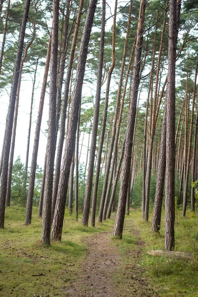 Wysokie Sosny Lesie — Zdjęcie stockowe