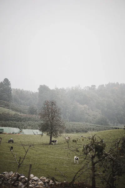 Vertical Shot Cows Foggy Farmland — стоковое фото