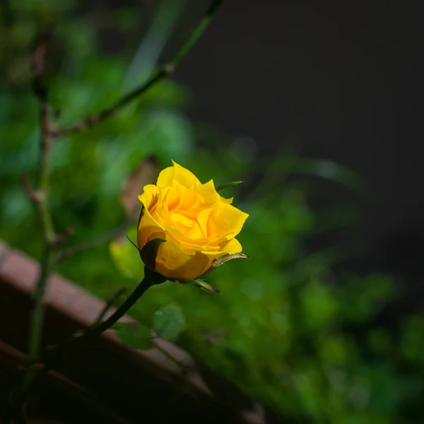 Primo Piano Una Bella Rosa Gialla Focus Selezionato — Foto Stock