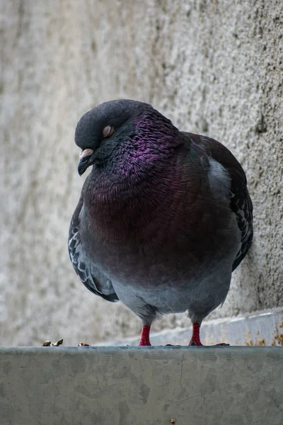 灰色の鳩の垂直閉鎖 — ストック写真