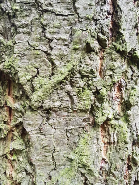 Крупный План Старой Текстуры Коры Дерева Фонов Текстур — стоковое фото