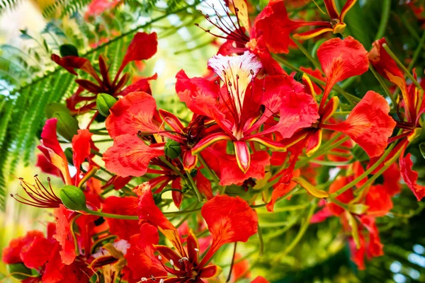 Вибірковий Фокус Зображення Квітів Делонікса — стокове фото
