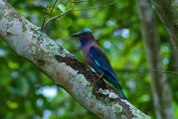 Indochina Roller Vogel Hockt Und Jagt — Stockfoto