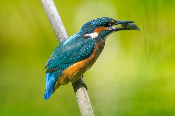 Close Pássaro Pescador Comum Comendo Inseto Empoleirado Galho — Fotografia de Stock