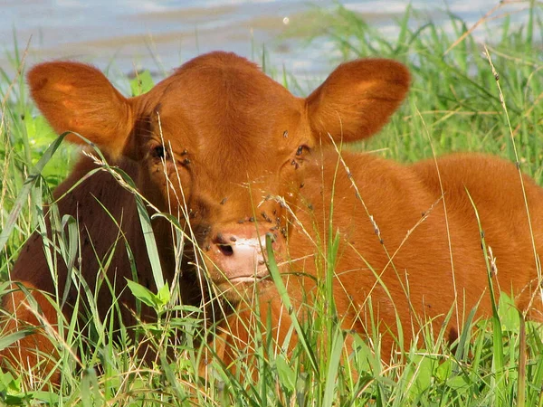 Eine Natürliche Ansicht Der Braunen Kuh Die Sich Auf Das — Stockfoto