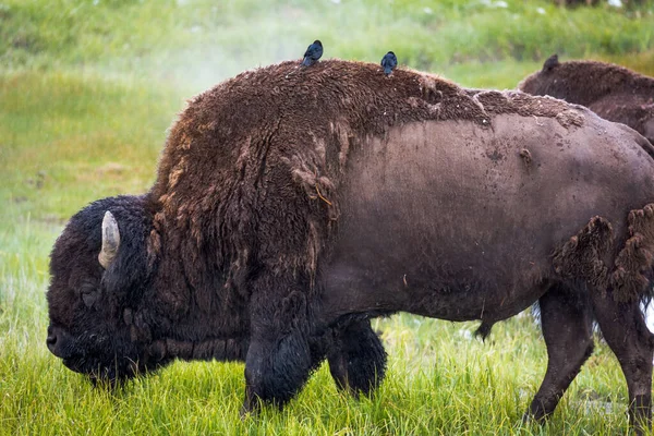 Gran Bisonte Yellowstone Buffalo Parque Nacional Yellowstone Wyoming —  Fotos de Stock