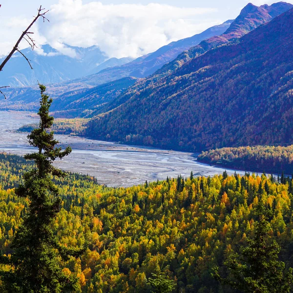 Lone Spruce Tree Backdrop Matanuska River Valley Alaska Stock Image