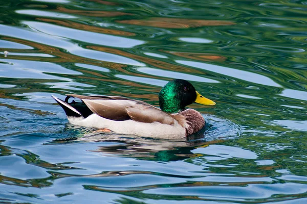 Closeup Male Mallard Swimming Lake — Stock Photo, Image