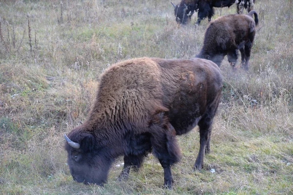 Wild Bisons Alaska Highway Watson Lake Yukon Territory Canada — Photo