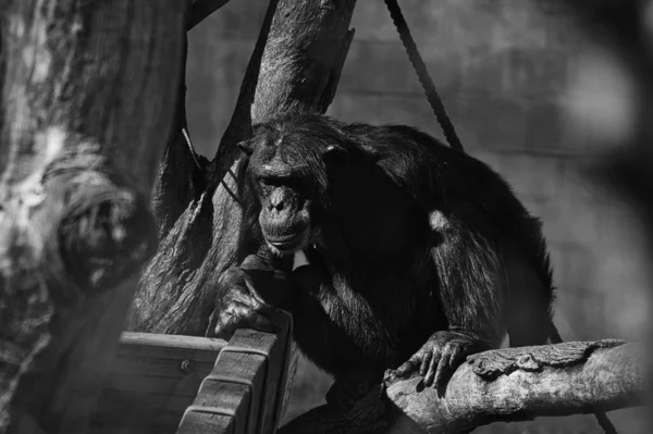 Eine Graustufenaufnahme Eines Schimpansen Einem — Stockfoto