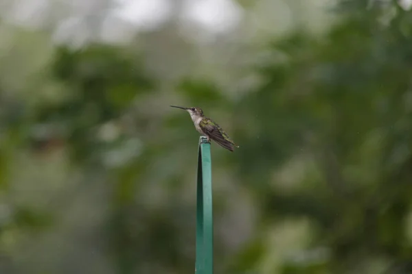 Fuoco Selettivo Colibrì Dalla Gola Rubino Femminile Appollaiato Pezzo Metallo — Foto Stock