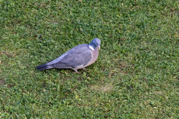 公園の芝生の上の灰色の鳩 — ストック写真