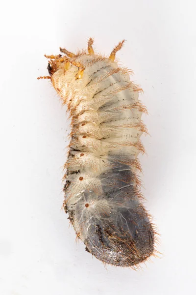 Una Macro Toma Una Larva Cetonia Aurata Aislada Sobre Fondo —  Fotos de Stock