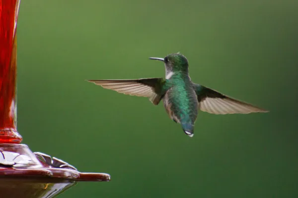 Жіночий Колібрі Летить Годівниці Птахів Полі — стокове фото