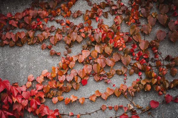Shot Wall Covered Autumn Plant — Stock fotografie