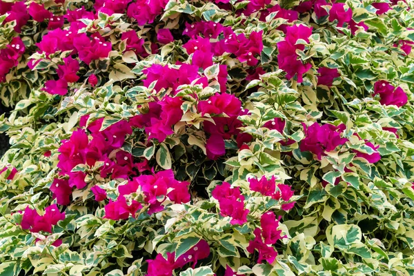 Closeup Shot Growing Pink Bougainvillea Flowers — Stock fotografie