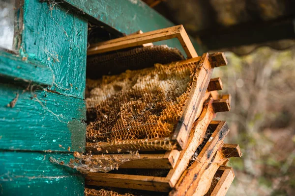 Eine Vertikale Aufnahme Von Bienenwaben Auf Einem Kasten Einem Garten — Stockfoto