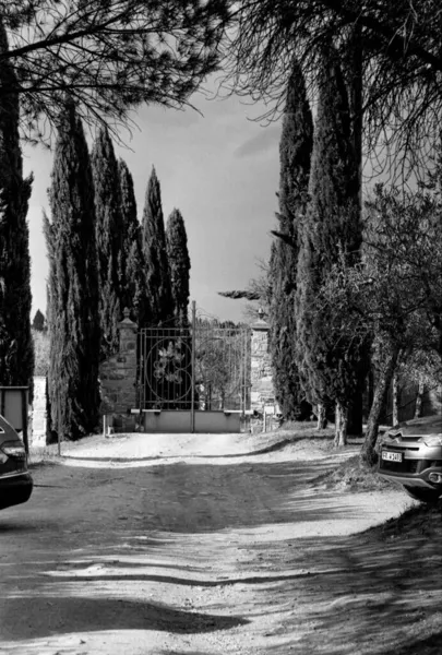 背の高いヒノキの木とゲートプロパティにつながる未舗装の道路の灰色のショット — ストック写真