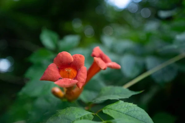 Zbliżenie Ujęcie Pięknego Kwiatu — Zdjęcie stockowe