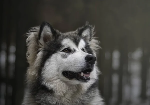 Gros Plan Mignon Malamute Regardant Quelque Chose Sur Fond Flou — Photo