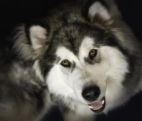 Zbliżenie Ujęcia Ślicznego Malamute Patrzącego Górę Niewyraźne Tło — Zdjęcie stockowe