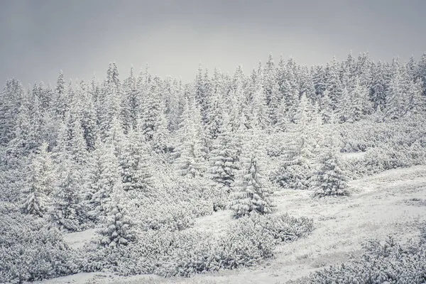 Een Betoverend Uitzicht Een Sneeuwwoud Van Sparren Hoge Tatra Mountain — Stockfoto
