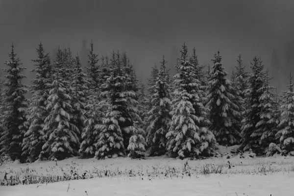 Graustufenaufnahme Der Schönen Schneebedeckten Kiefern Auf Dem Vlasic Gebirge Bosnien — Stockfoto