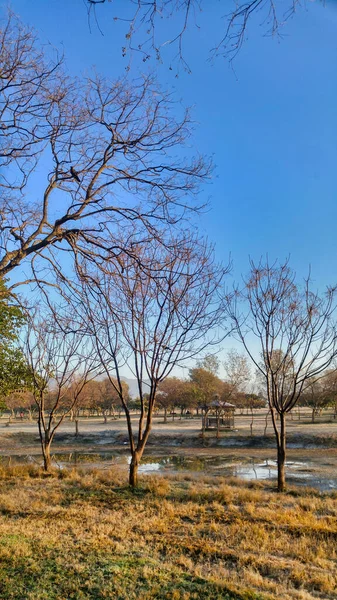 Yeşillik Ağaçlarla Kaplı Bir Parkta Yürüme Yolu Manzarası — Stok fotoğraf