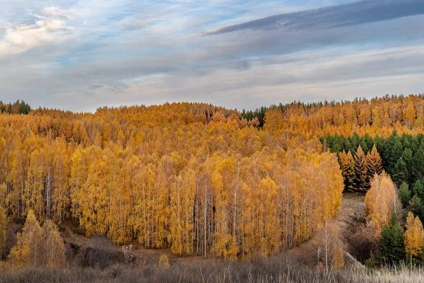 Krásná Podzimní Krajina Hustými Stromy Lese Pod Dramatickou Oblohou — Stock fotografie