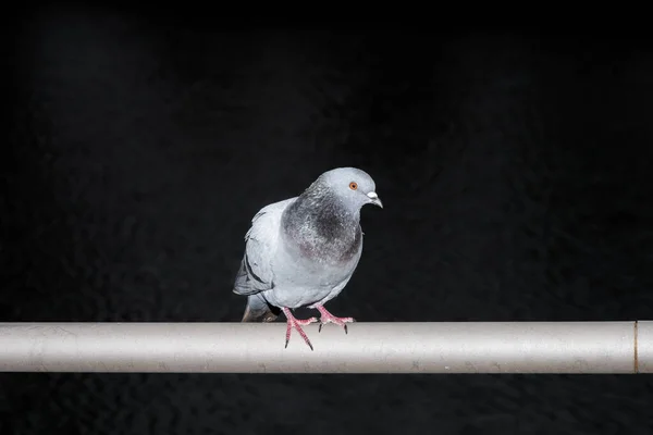 黒い背景の鉄の棒に座っている岩鳩 — ストック写真