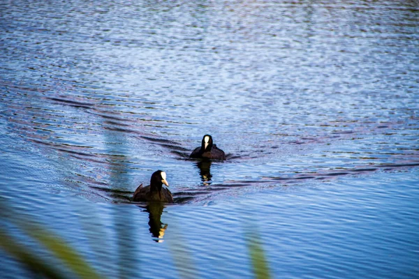 Las Dos Perras Eurasiáticas Nadando Agua — Foto de Stock