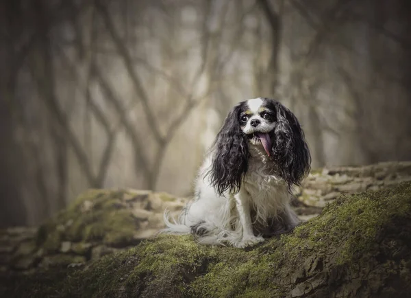 Słodki Pies Spaniel Lesie — Zdjęcie stockowe