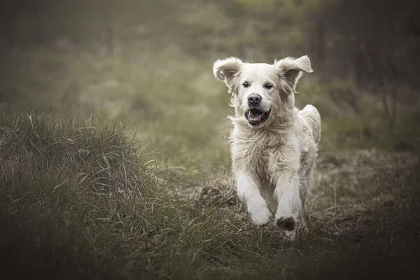 Biegnący Pies Retriever Woo — Zdjęcie stockowe