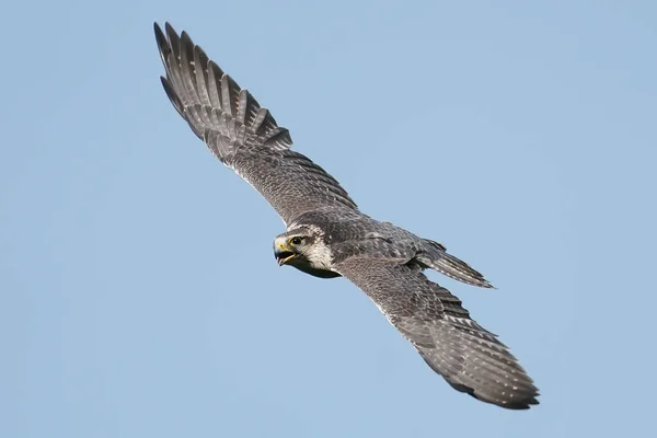 Schöne Aufnahme Eines Falken Der Vor Blauem Himmel Fliegt — Stockfoto