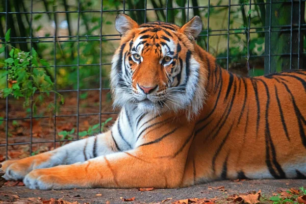 Tiger Som Sitter Bur Ett Zoo — Stockfoto