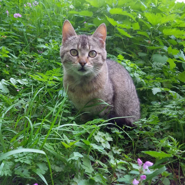 Beau Portrait Chat Pelucheux Guéri Assis Dans Herbe — Photo