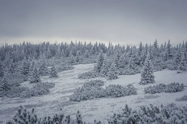 Μια Μαγευτική Θέα Ενός Χιονισμένου Δάσους Από Έλατα Και Ψηλά — Φωτογραφία Αρχείου