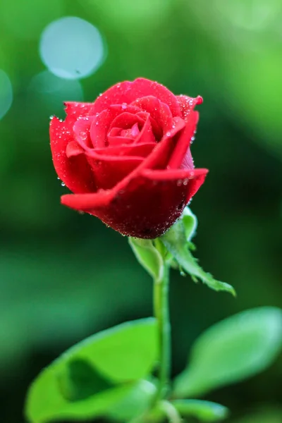 Delicate Red Rose Dewdrops Petals Bokeh Light Background — 스톡 사진