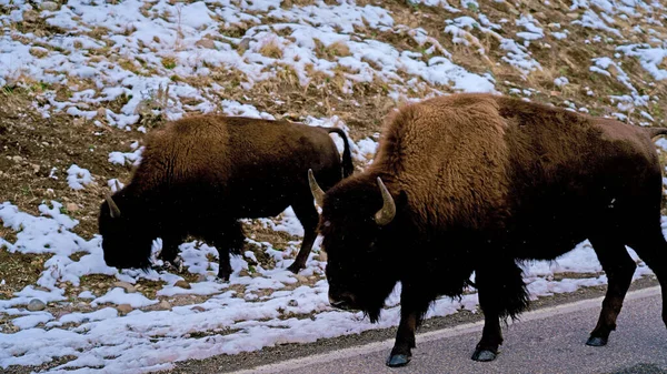 Two Brown Big Bison Snowy Mountains — Stock Photo, Image