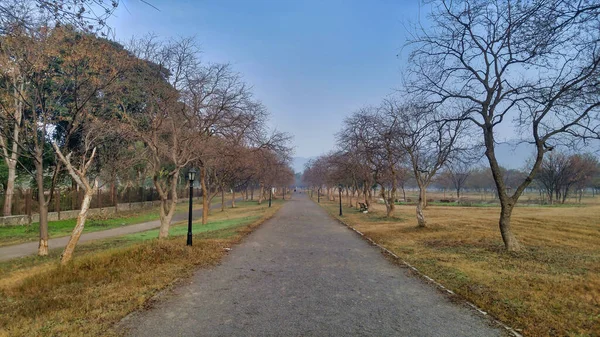 Ein Natürlicher Blick Auf Den Gehweg Einem Park Mit Viel — Stockfoto