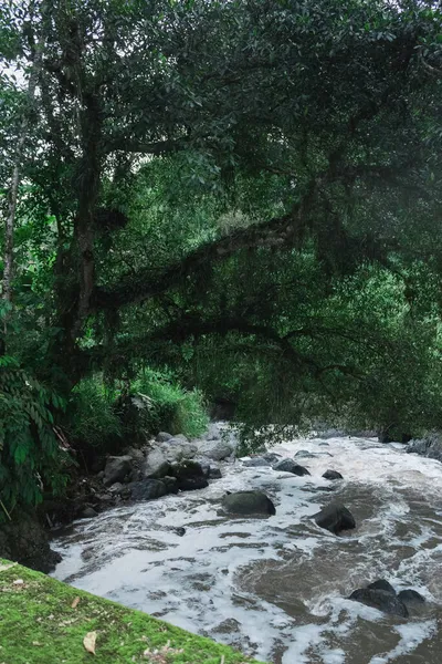 Забруднена Річка Тече Густому Лісі — стокове фото