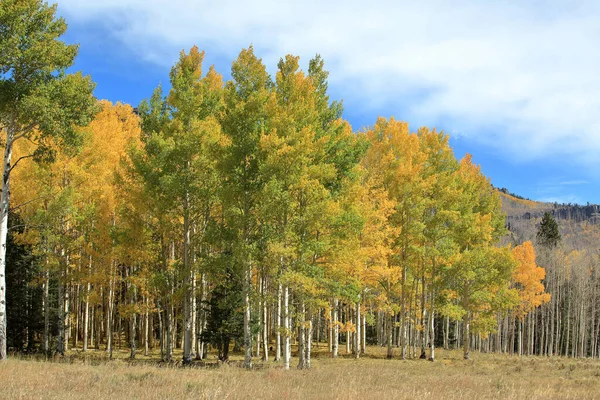 Ein Schöner Wald Mit Aspenbäumen Mit Goldenen Blättern Unter Blauem — Stockfoto