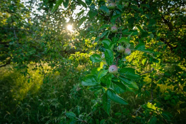 Zbliżenie Jabłek Drzewie Tylnym Oświetleniu Słonecznej Scenerii — Zdjęcie stockowe