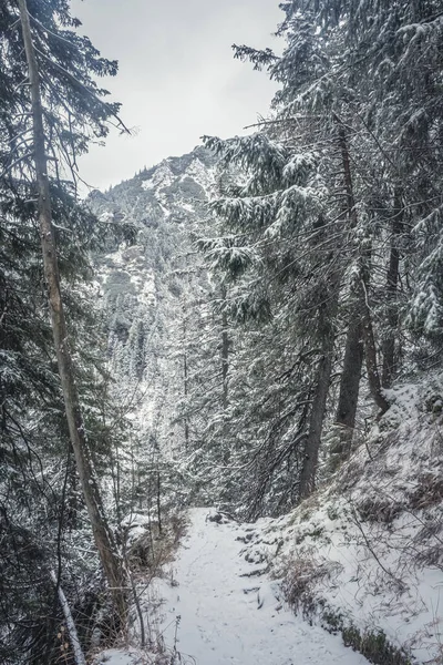 冬の間のポーランドの西タトラ山脈の冷たい景色 — ストック写真