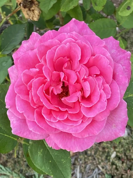 Una Vista Superior Enfoque Selectivo Una Gran Rosa Brillante Planta — Foto de Stock