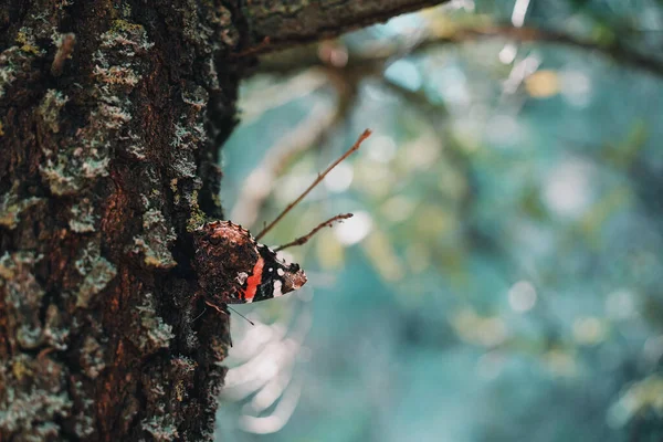 Selektywne Skupienie Pięknego Kolorowego Motyla Krze Drzewa — Zdjęcie stockowe